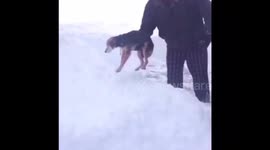 Droping the puppy dog in snow