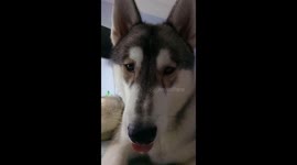 My dog doesn't want to get filmed.