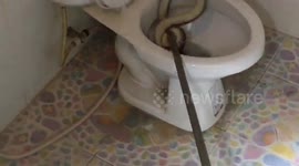 Woman finds snake in toilet
