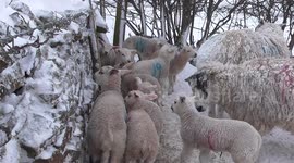 Lambs take shelter behind wall from freezing snow and strong winds