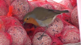 Robin helps itself to bird food in shop