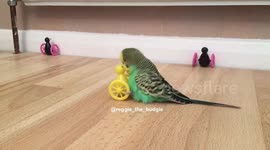 Reggie the Budgie loves his penguin girlfriend