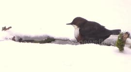 Hardy little Dipper bird swims in freezing water