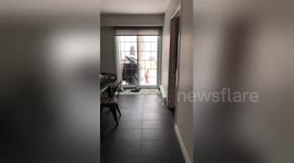 Newsflare Edit - Chihuahua wants in!!