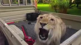 South African farmers use lions as security guards