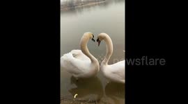 Swans' amazing synchronized mating ritual caught on camera