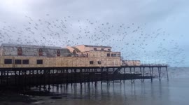 Starlings burst out from under The Royal Pier, Aberystwyth