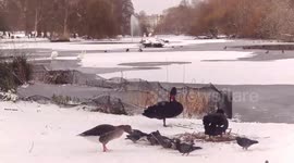 Pair of nesting black swans