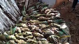 Severe hailstorm kills 460 parrots after battering tree in India
