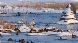 Winter oasis full of birds in -10c weather