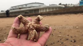Thousands of dead starfish wash up on UK beach