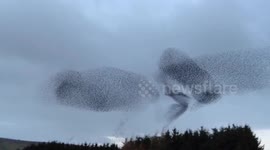 Amazing display of starling murmuration over Cumbria