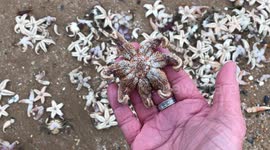 Starfish armageddon raw1
