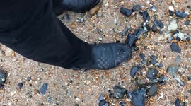 Starfish armageddon raw footage 2