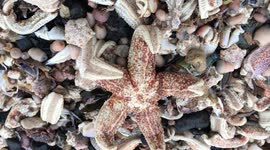 Starfish armageddon raw footage 5