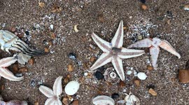 Starfish armageddon raw footage 6
