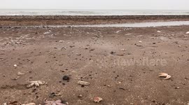 Starfish armageddon raw footage 7