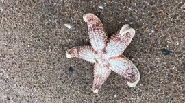 Starfish armageddon raw footage 8
