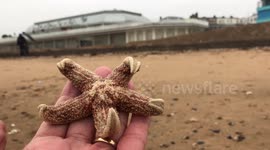 Starfish armageddon raw footage 9