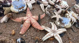 starfish armageddon raw footage 10