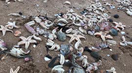 Starfish armageddon raw footage 11