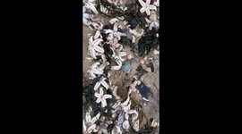 Starfish armageddon raw footage 12