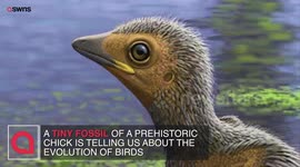 Tiny fossilised prehistoric chick has shed light on the evolution of birds during the age of the dinosaurs