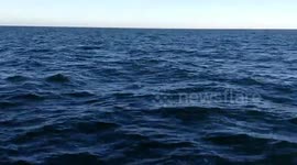 Humpback whale breaching off Cape Cod, Mass