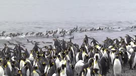 King Penguins in sea and milling on beach