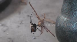 Man provides hilarious commentary while spider eats its prey