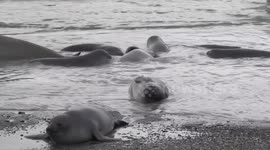 Weaner Elephant Seals in sea with male