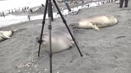 Weaner Elephant Seal mouthing tripod