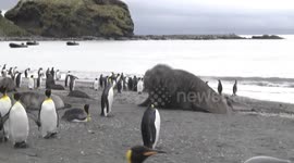 Grumpy male elephant seal crushes weaner pup