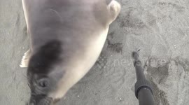 Weaner Elephant Seal playing with tripod vertical view
