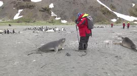 Super friendly weaner Elephant Seal pups