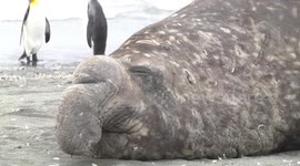 Old male Elephant Seal snoozing one eye open