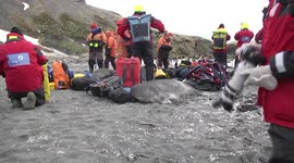 Weaner Elephant Seal in love with backpack