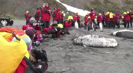 'Friendly' seals pose for tourists photoshoot