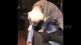 Newsflare Edit - Golden retriever doesn’t want petting to end