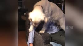Demanding dog doesn’t want petting to stop