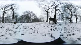 Dublin by 360 - Deer in Snow