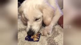 Watch an adorable dog cut a deck of cards