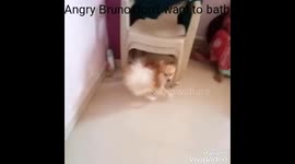 Funny Dog Bruno gets angry. Don't want to bath