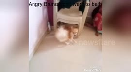 Newsflare Edit - Funny Dog Bruno gets angry. Don't want to bath
