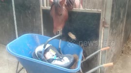 Adorable scene as horse looks after baby