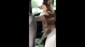 Husky pupy sits like a human in back seat of car