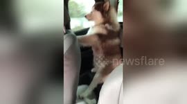 Husky puppy sits like a human in back seat of car