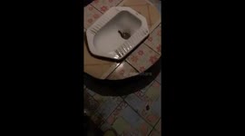 Huge millipede crawling up the toilet