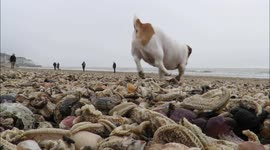 Dead starfish wash up on English beaches after arctic weather