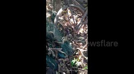 Rescuers free deadly cobra entangled in garden net